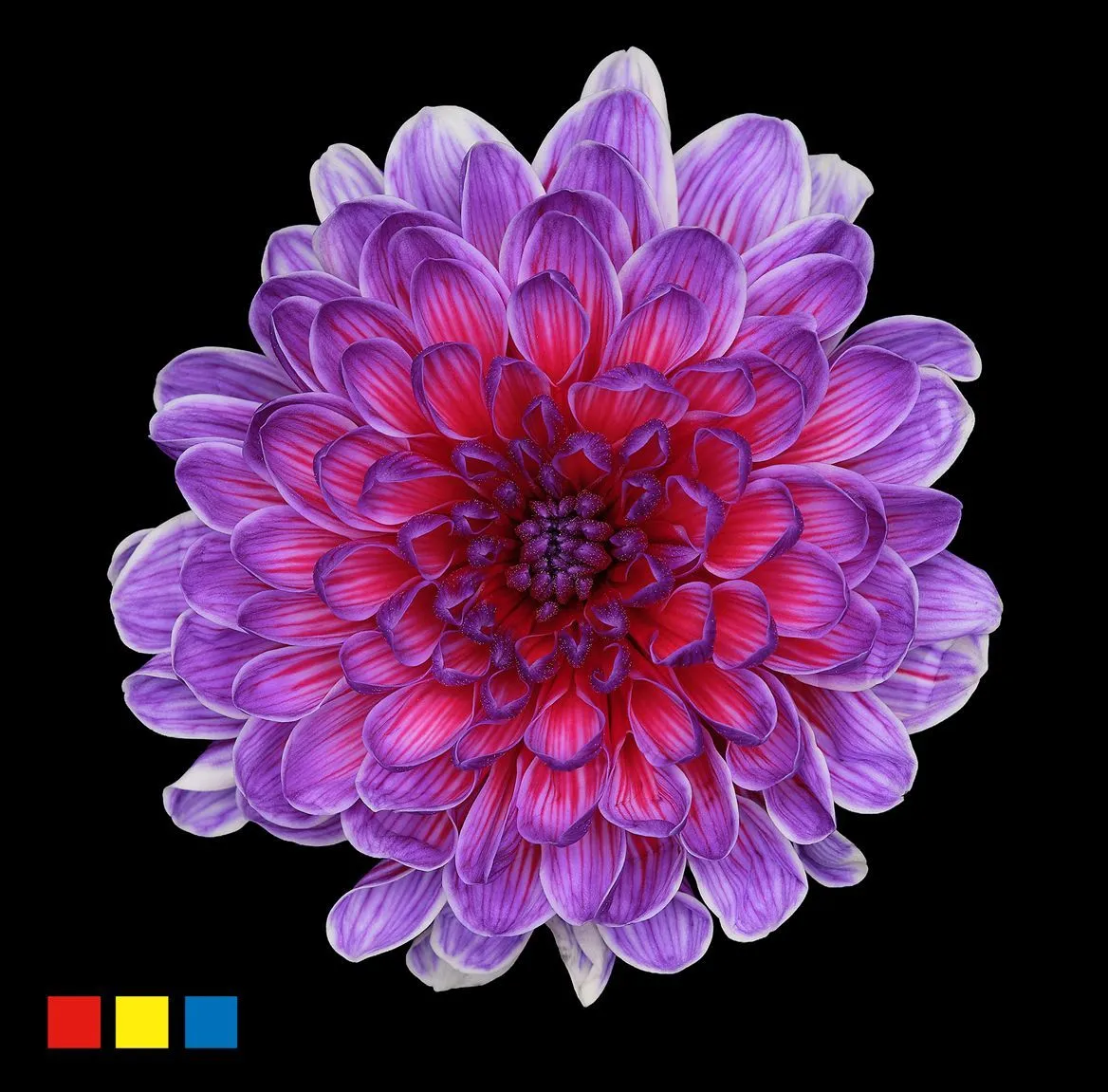 Chryzantéma trsová Altaj Expression • 70 cm