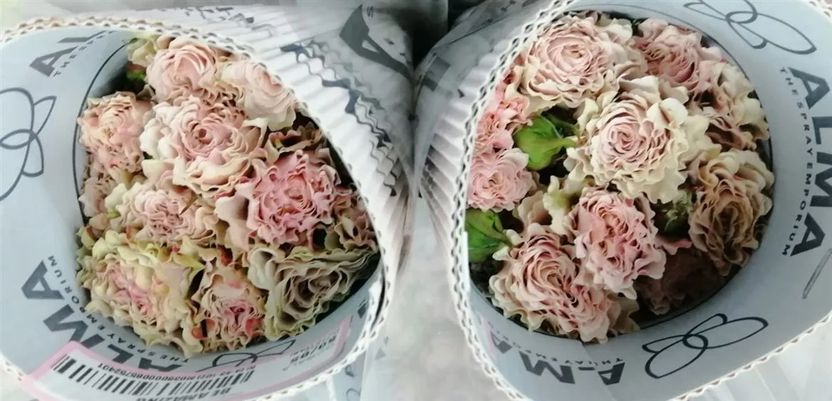 Rosa Tr Ec Be Amazing • 60 cm