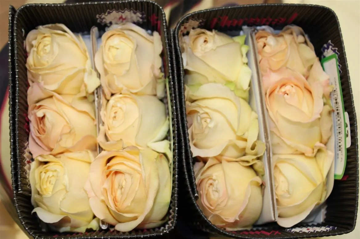 Rosa Gar Caramel Antique • 40 cm