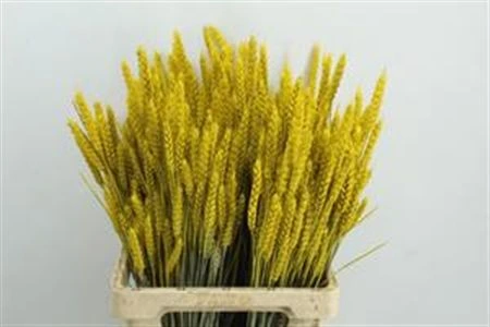 Wheat Yellow, sušené • 60 cm
