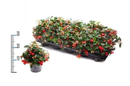 Gaultheria Pro Big Berry • črepník 11 cm
