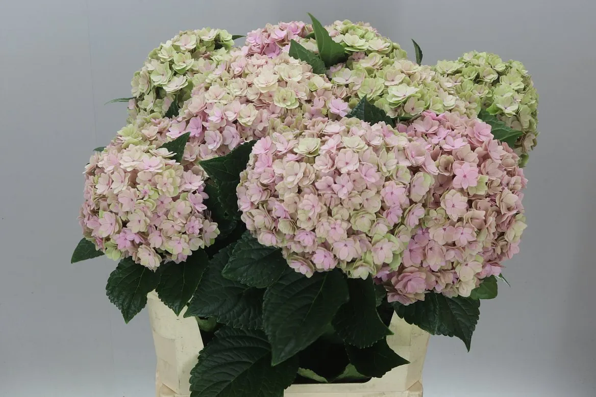 Hyd Highness Pink • 80 cm
