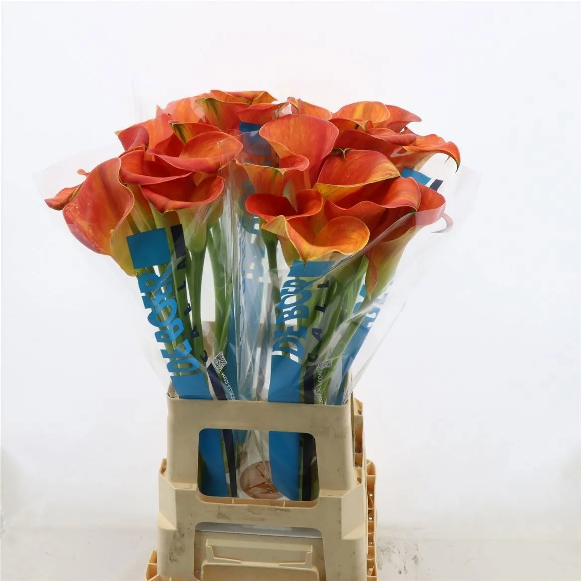 Kala Merengue • 70 cm