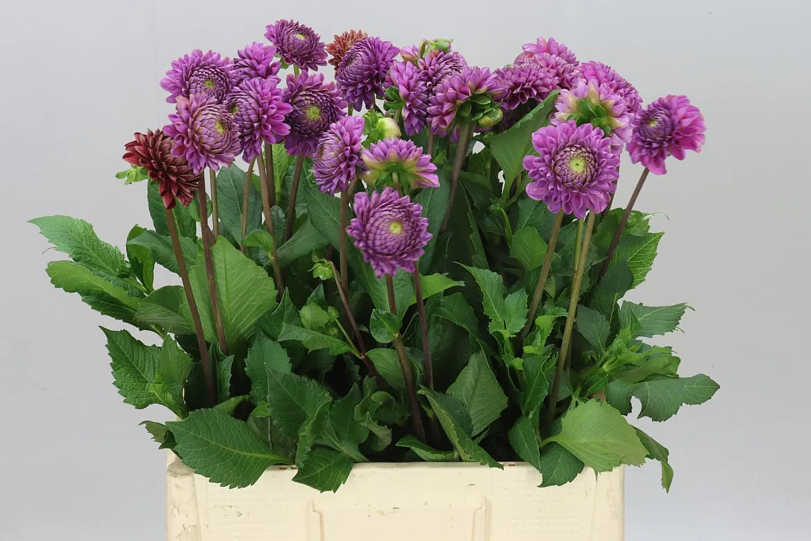 Dahlia Caitlin's Joy • 65 cm