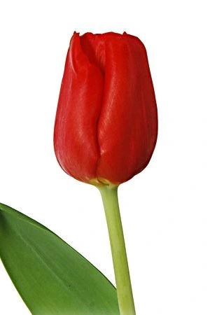 Tulipán jednoduchý Escape • 37 cm