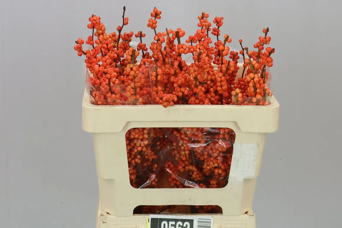 Ilex Winter Gold • 50 cm