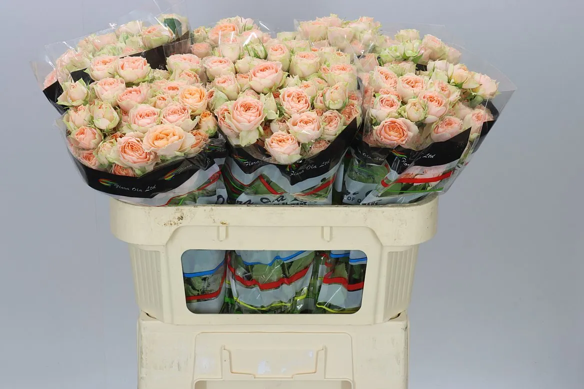 Rosa Tr Holly • 70 cm