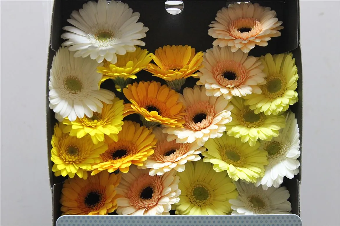 Germ D Mixed Yellow • 45 cm