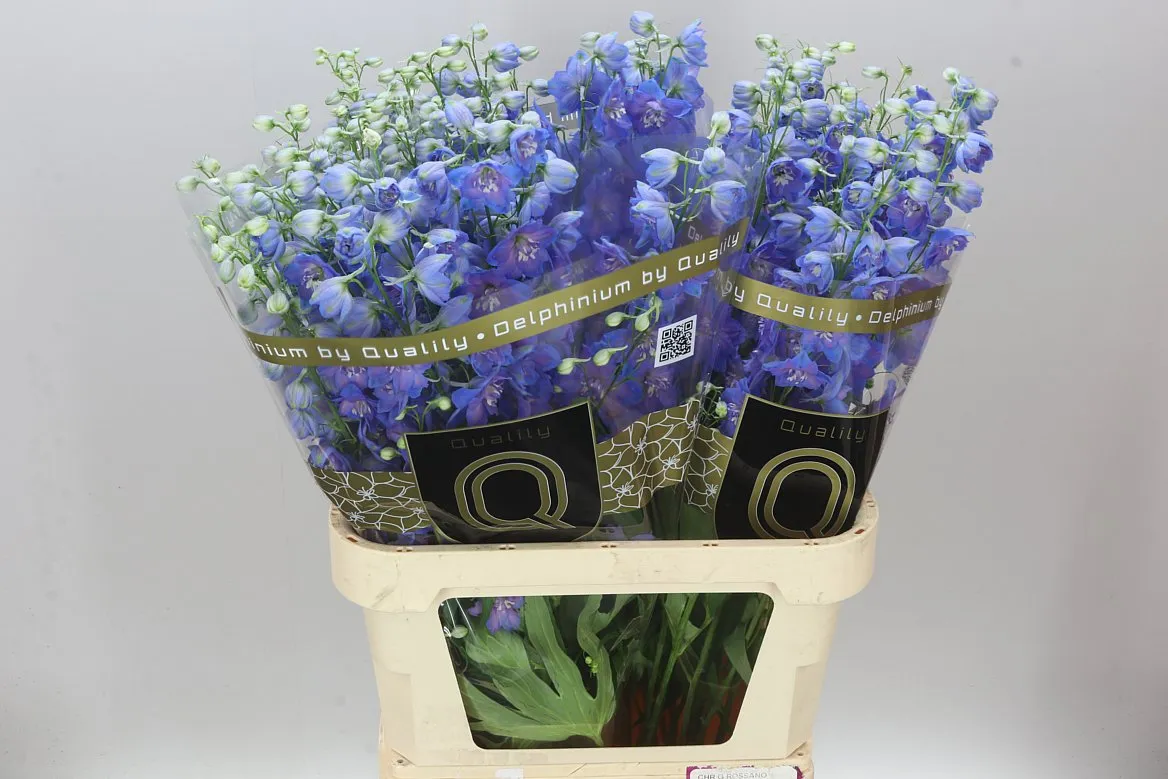 Delph El Morning • 90 cm