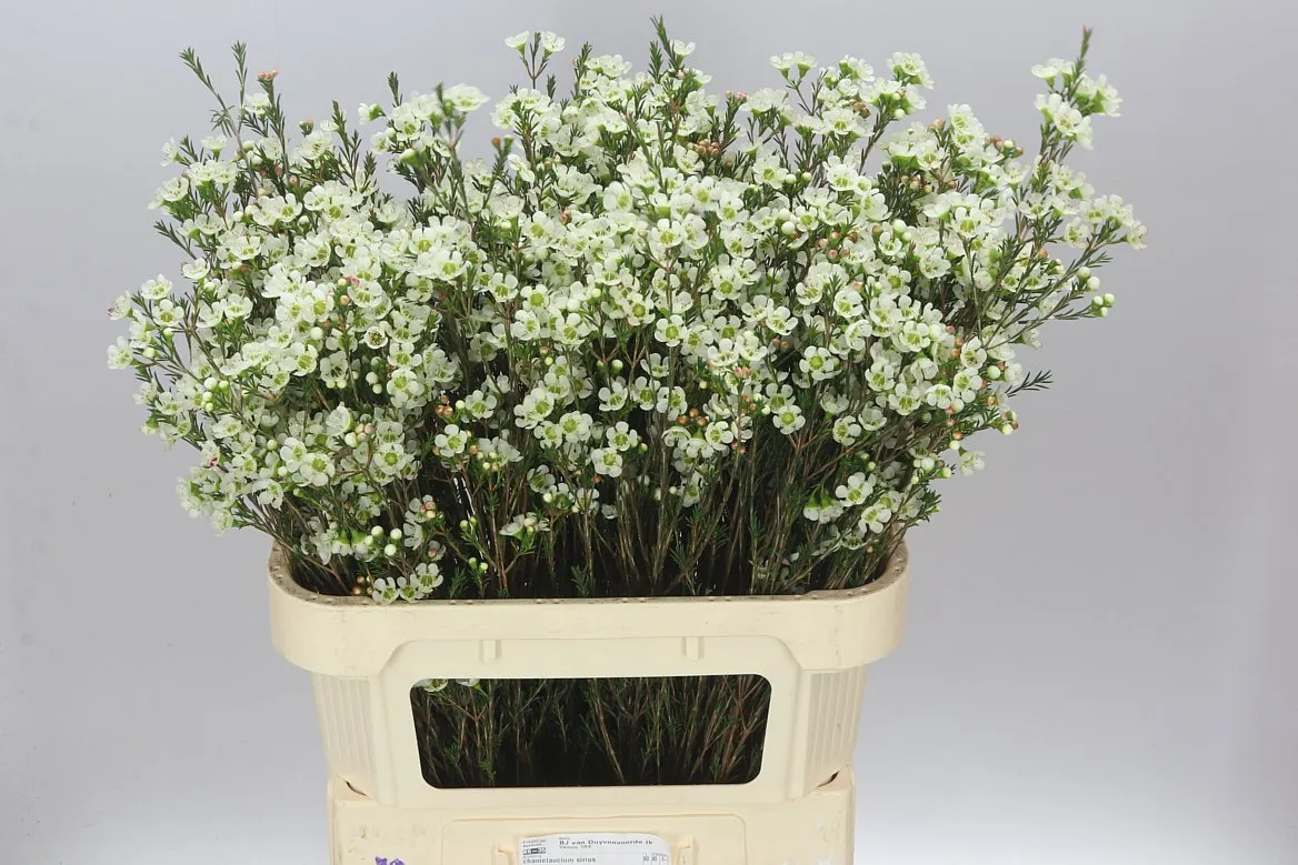 Voskovka Sirius • 70 cm