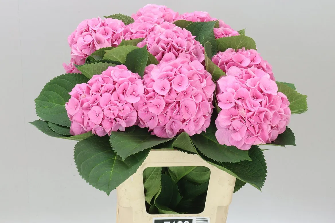 Hyd Heaven Pop • 60 cm