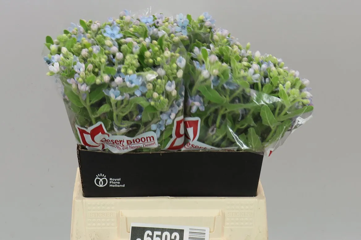 Oxypetalum Coeruleum • 45 cm