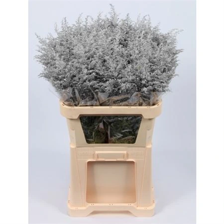 Solidago farbená Silver • 80 cm