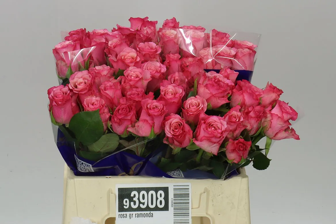 Rosa Gr Ramonda • 40 cm