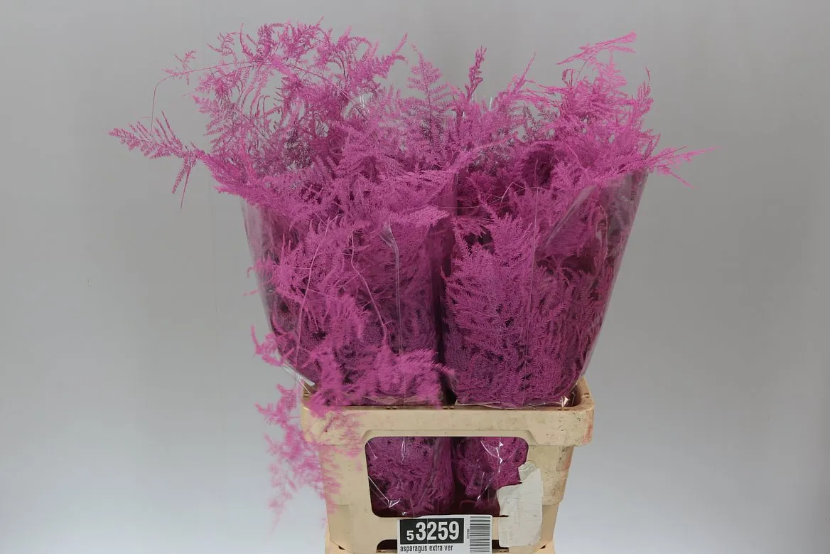 Asparágus Extra Veren Cerise • 65 cm