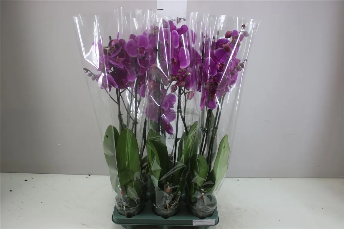 Orchidea Phalaenopsis Johannesburg, 2 výhony • črepník 12 cm