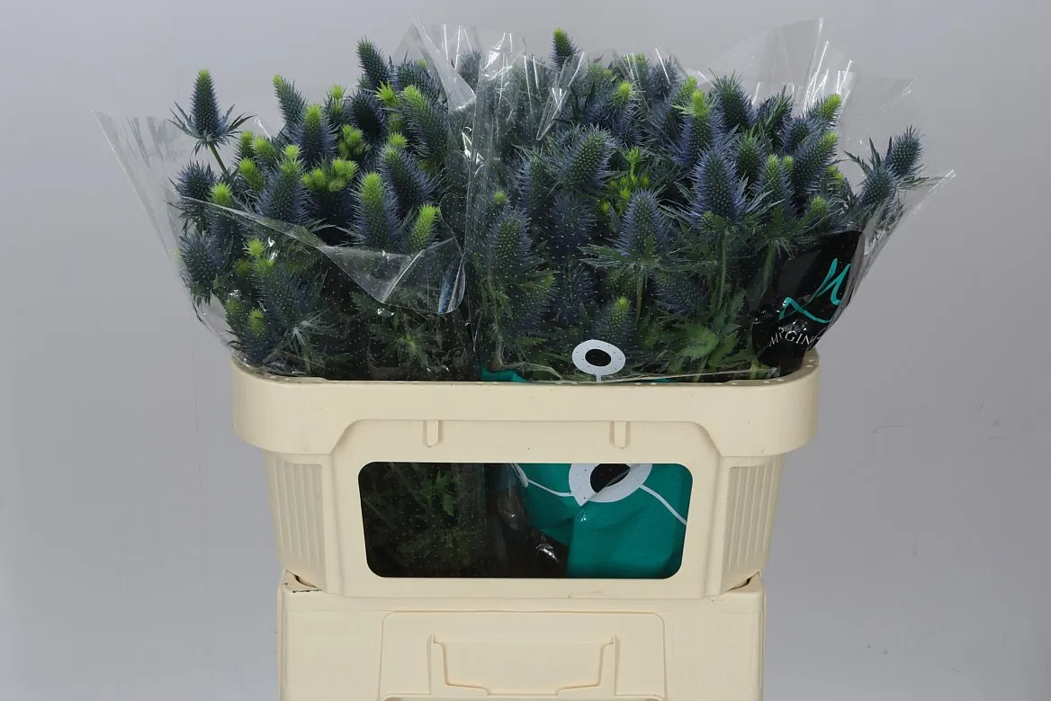 Eryngium Supernova • 70 cm