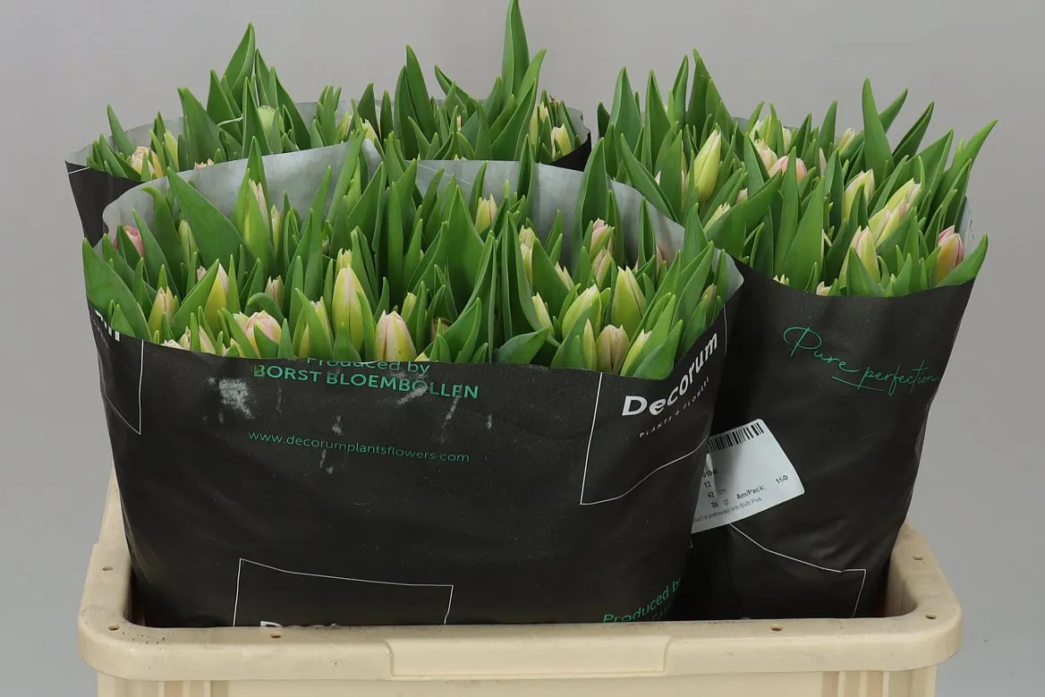 Tulipán jednoduchý Tom Pouce • 42 cm