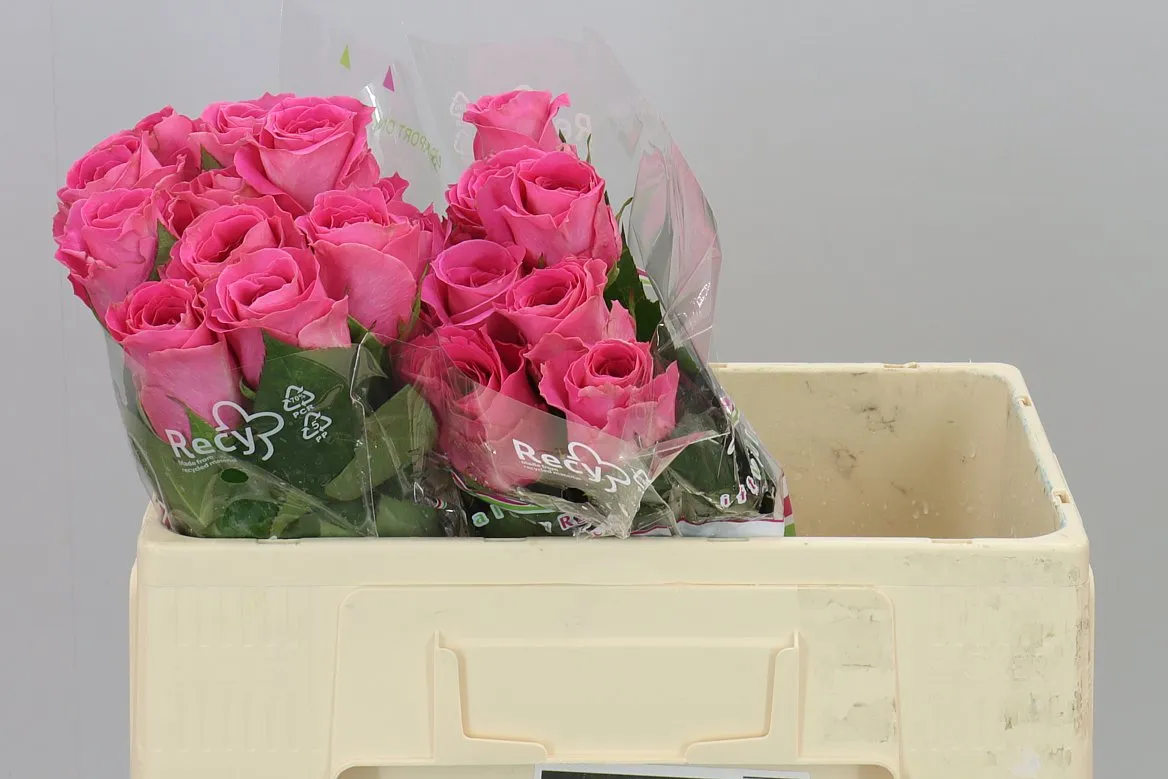 Rosa Gr Watergame • 50 cm