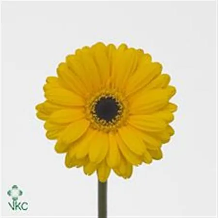 Germ: Aqua Overig Yellow Black Eye X80 • 50 cm