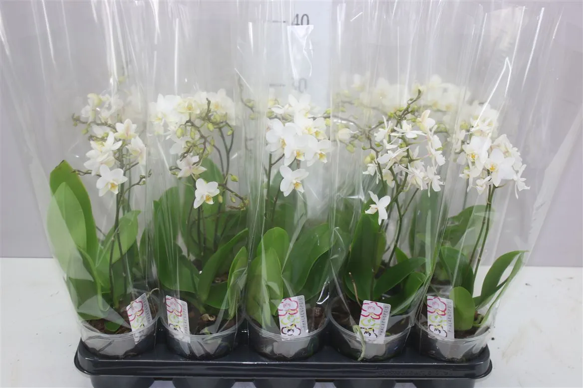Phal Mtfl Wit Wild 2 Tak • črepník 12 cm