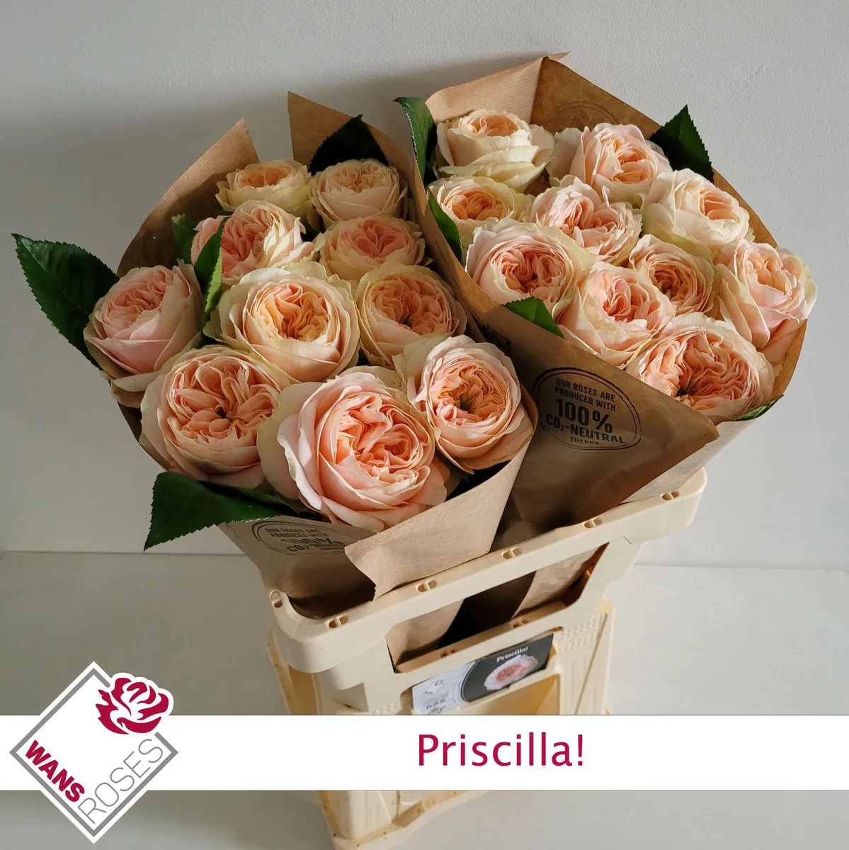 R Gr Priscilla! • 60 cm