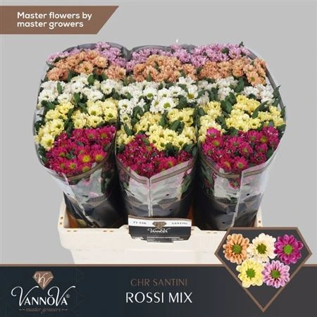 Chryzantéma santini Rossy mix • 55 cm