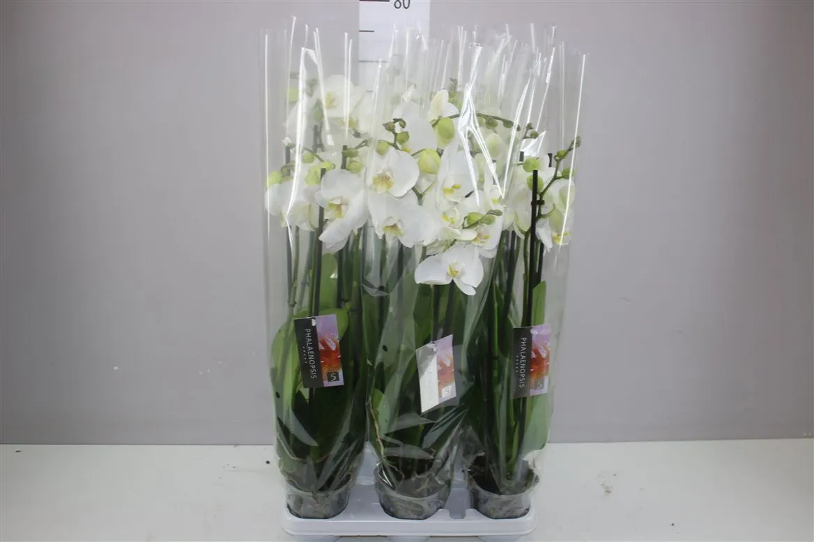 Phal Wit 4 Tak • črepník 12 cm