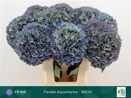 Hortenzia Parade Aquamarine • 80 cm