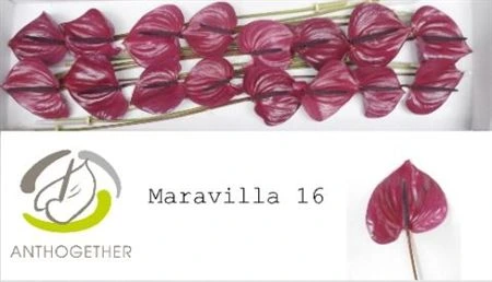 Antúrium Maravilla