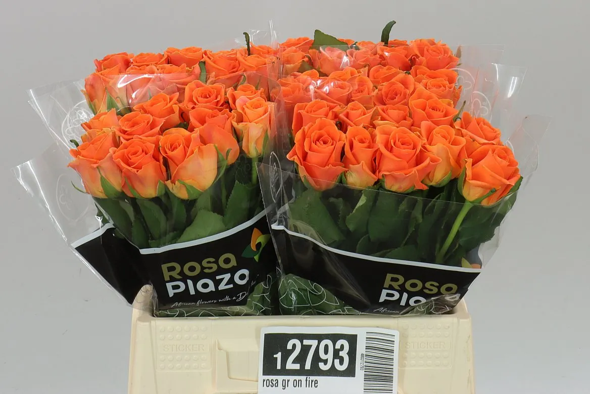 Rosa Gr On Fire • 40 cm