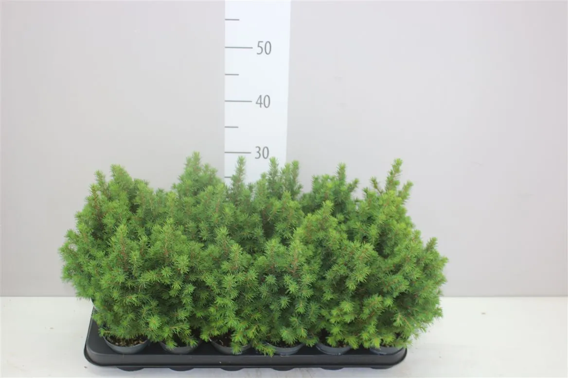 Picea Gl Perfecta • črepník 9 cm