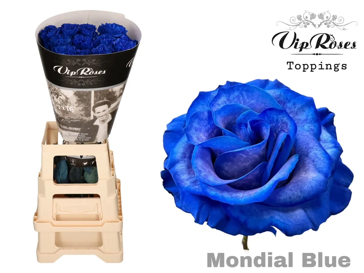 Ruža Blue Mondial Blue • 60 cm