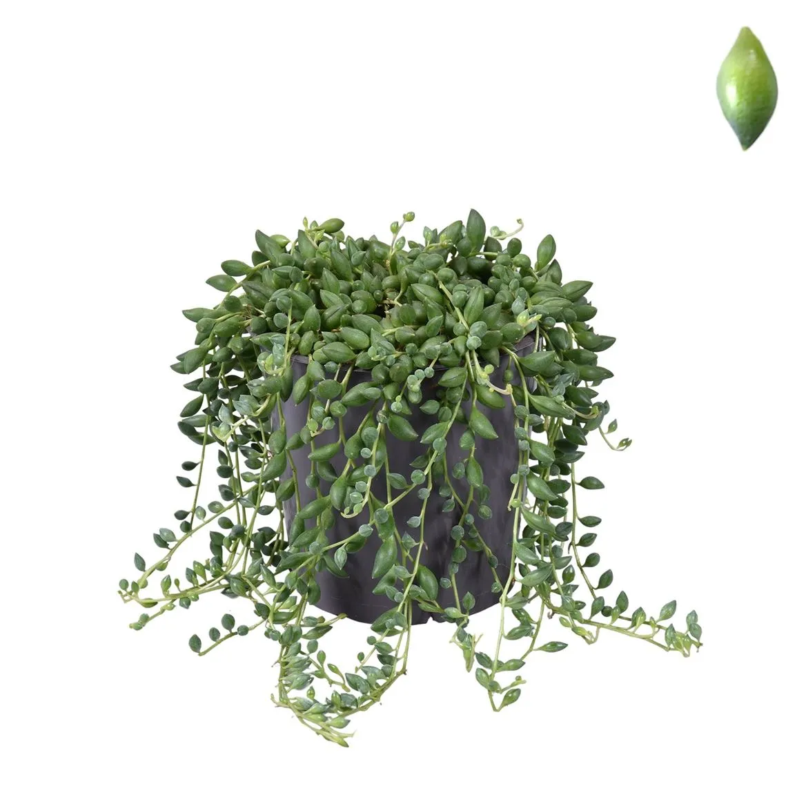 Senecio Herreianus (zonder Hoes) • črepník 12 cm
