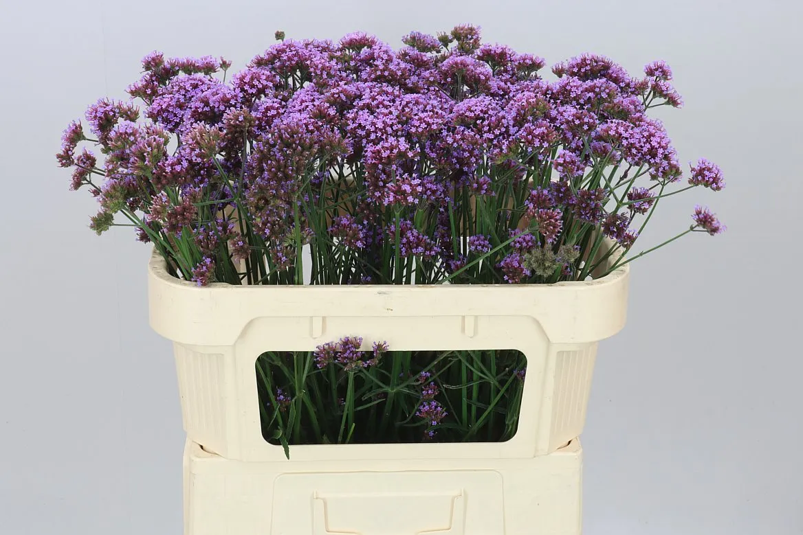 Verbena Ov • 70 cm