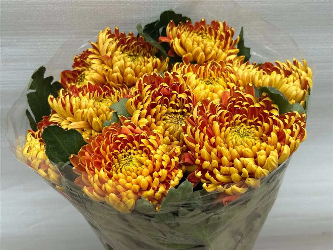 Chryzantéma veľkokvetá Fuego • 80 cm