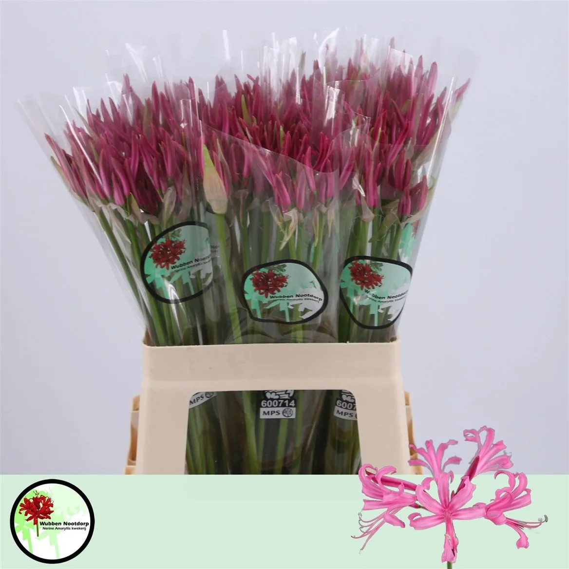 Nerine Bo Bas Van Roon • 60 cm