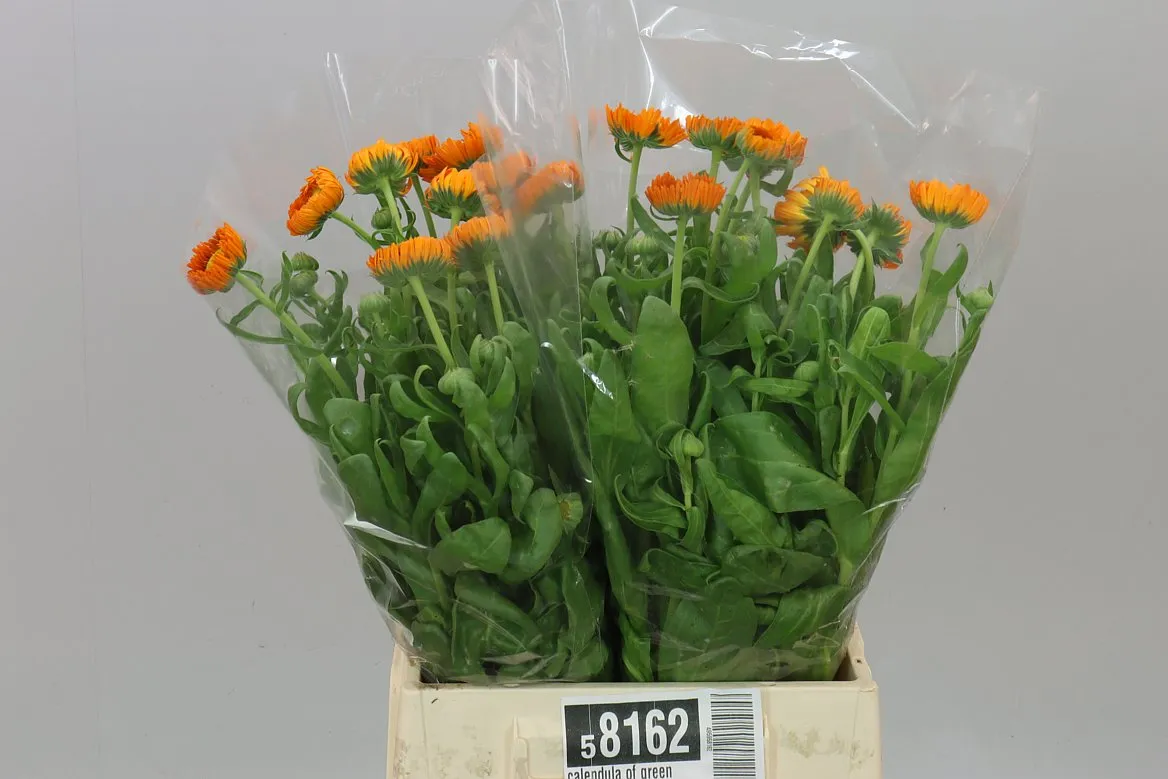 Calendula Of Green Spot Orange • 50 cm