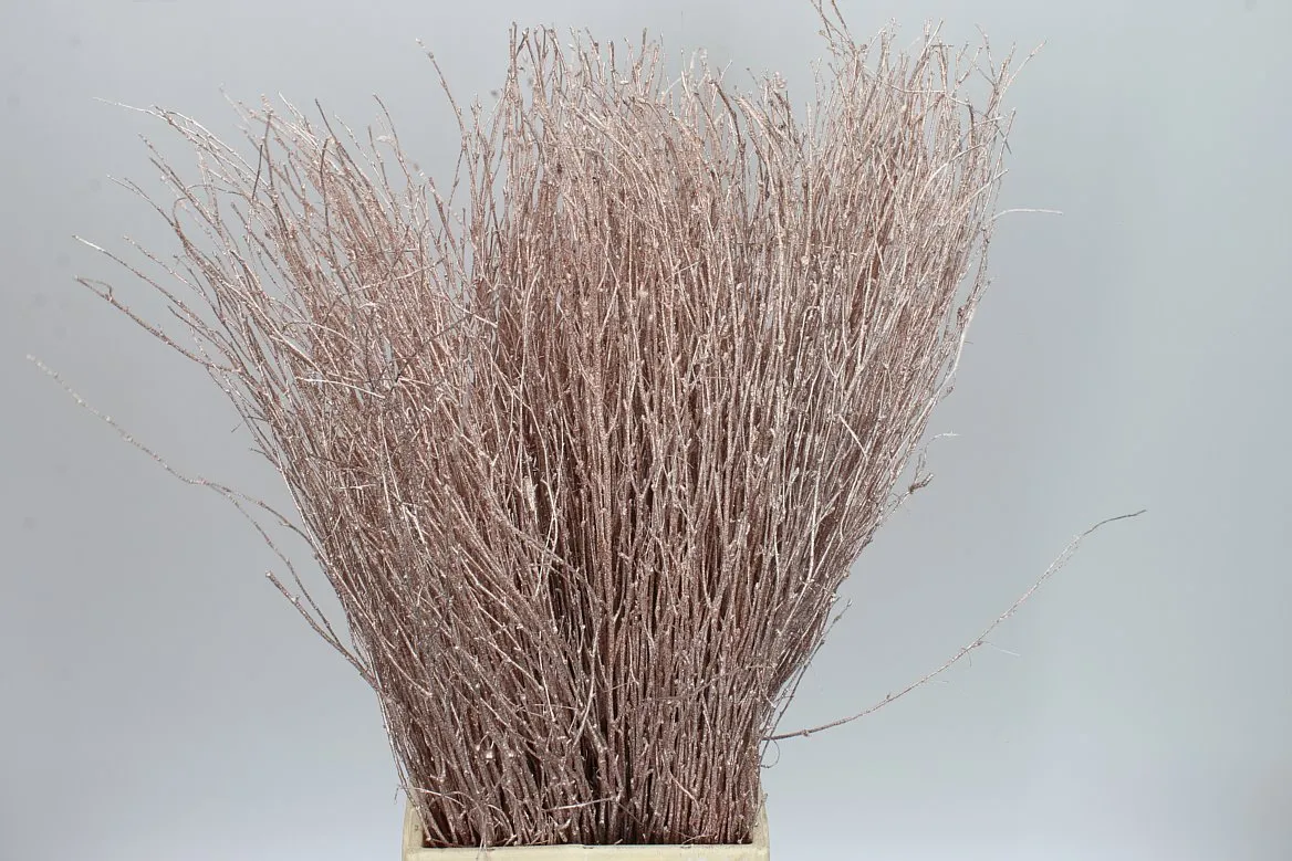 Breza Champange Glitter • 70 cm