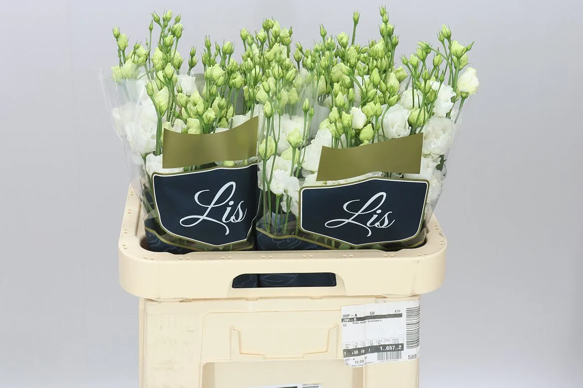 Eust Du Allisa Pure White • 70 cm