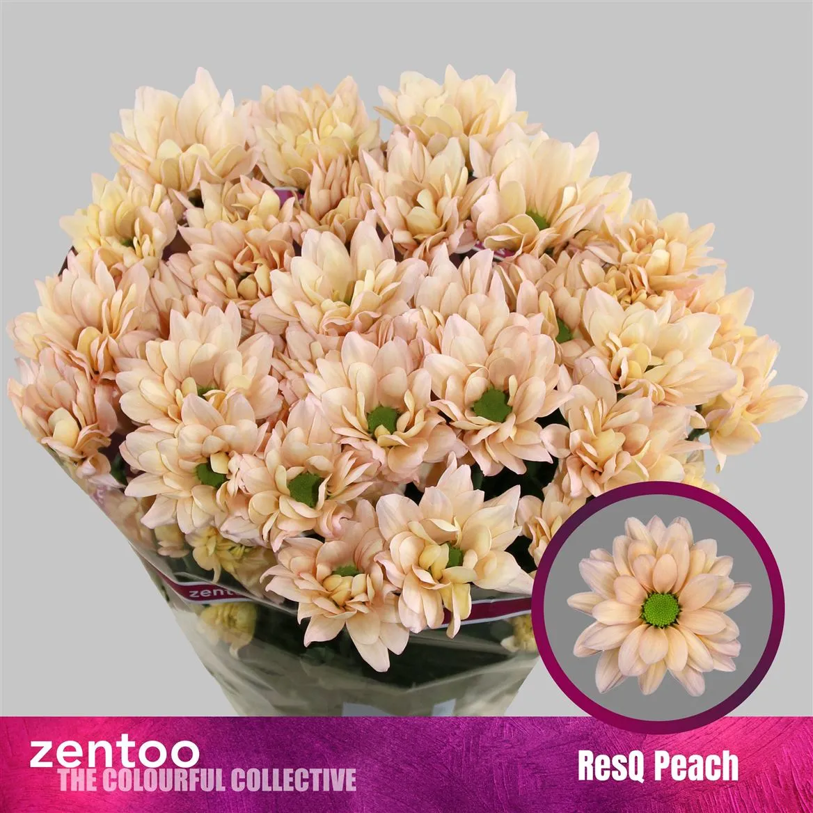 Chryzantéma trsová Resq Peach • 70 cm