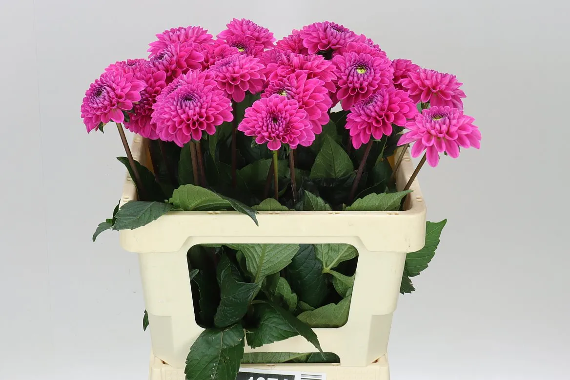Georgína Happy Hour • 55 cm