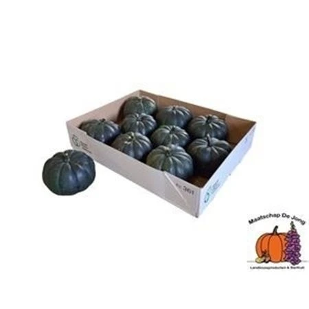 Okrasná tekvica P Moschata 'hayato'