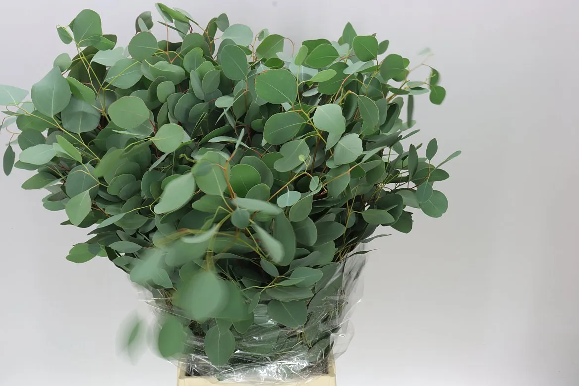 Populus Leaf X5 • 70 cm