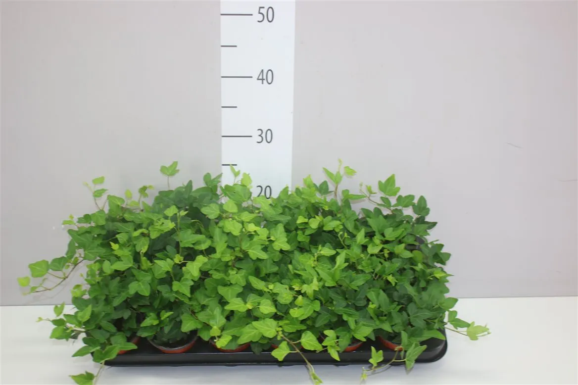 Hedera He Wonder • črepník 9 cm