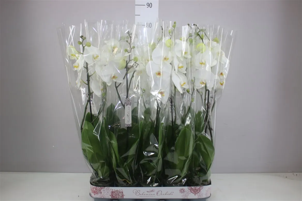 Orchidea Phalaenopsis biela 9+ A2, 1 výhon • črepník 12 cm