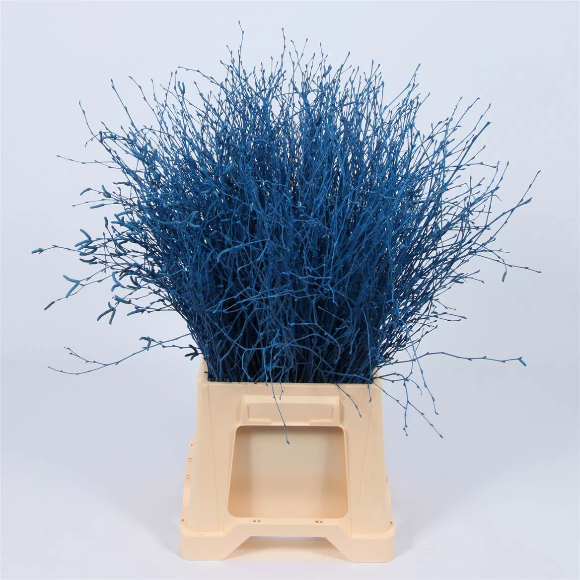 Breza Blue • 70 cm