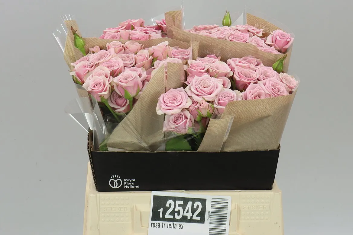 Ruža trsová Leila Ex • 40 cm