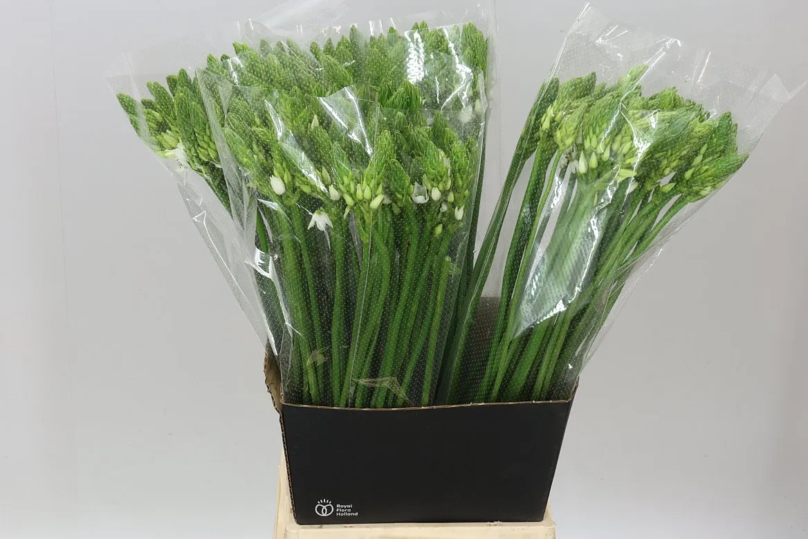 Ornithogalum Thyrsoides • 65 cm
