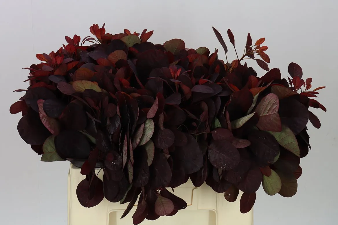 Cotinus Blad • 50 cm